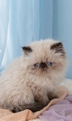 MİNİ MAVİŞ İRAN KEDİSİ