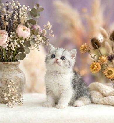 ÇOK TATLI YAVRU KEDİMİZ