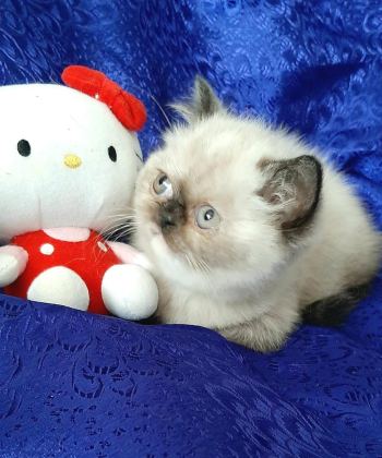 MAVİ GÖZLÜ YAVRU KEDİMİZ