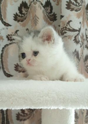 EN TATLI YAVRU KEDİMİZ