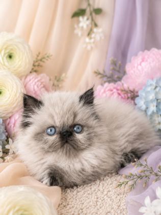 MİNİ MAVİŞ İRAN KEDİMİZ