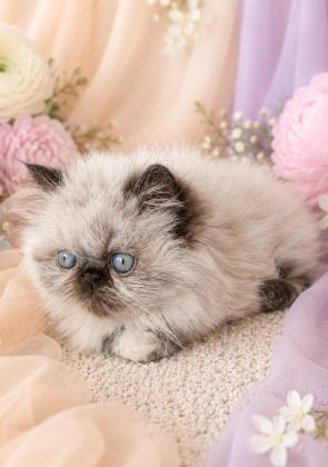 MİNİ MAVİŞ İRAN KEDİMİZ