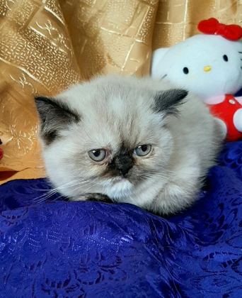 MAVİ GÖZLÜ YAVRU KEDİMİZ