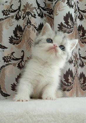 EN TATLI YAVRU KEDİMİZ