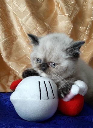 MAVİ GÖZLÜ YAVRU KEDİMİZ