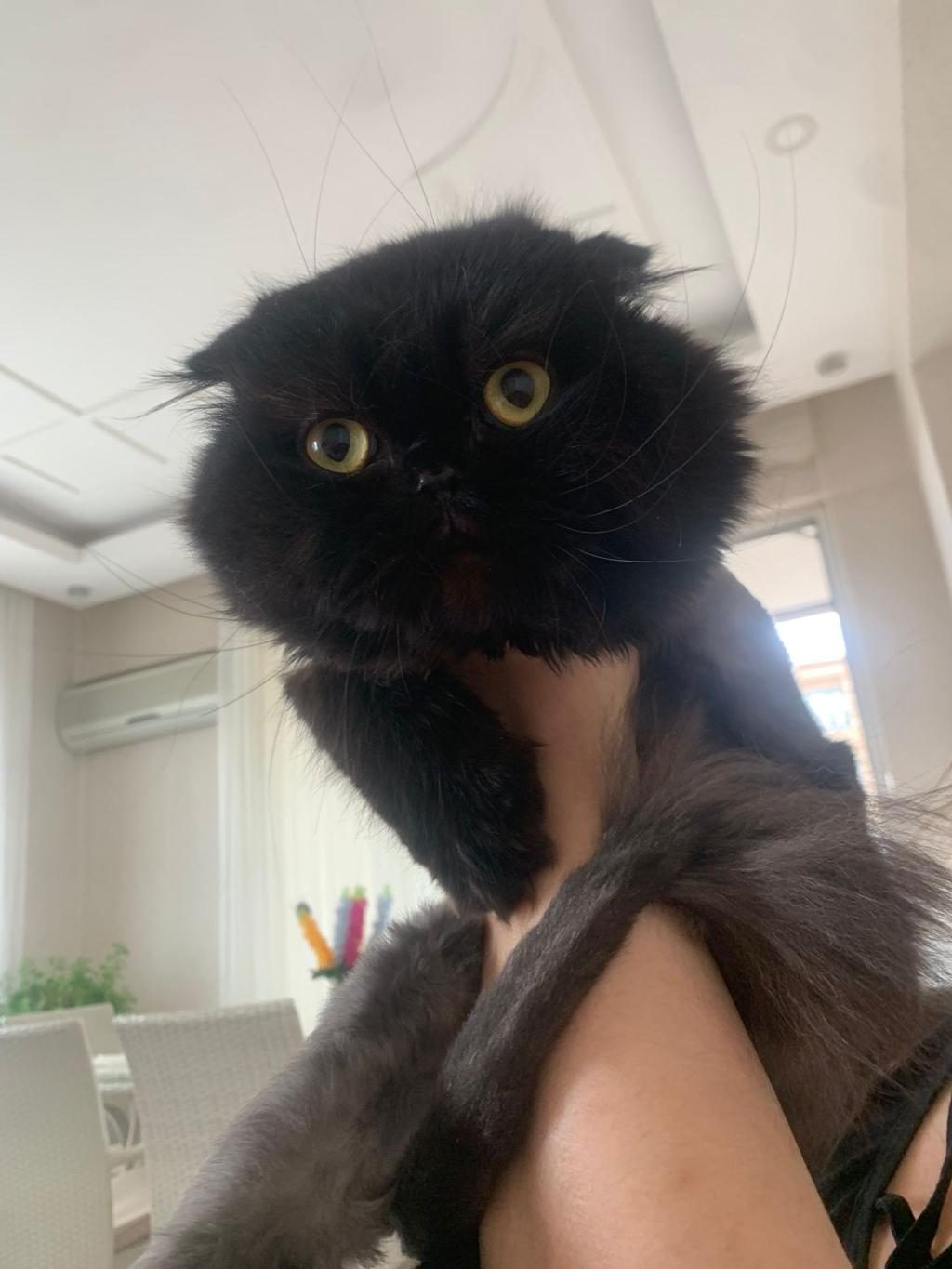 2 YAŞINDA EXOTİC KEDİMİZ