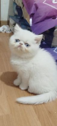 EXOTIC SHORTHAIR ERKEK