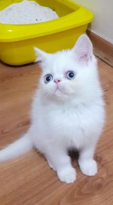 EXOTIC SHORTHAIR ERKEK