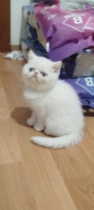 EXOTIC SHORTHAIR ERKEK