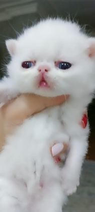 EXOTIC SHORTHAIR ERKEK
