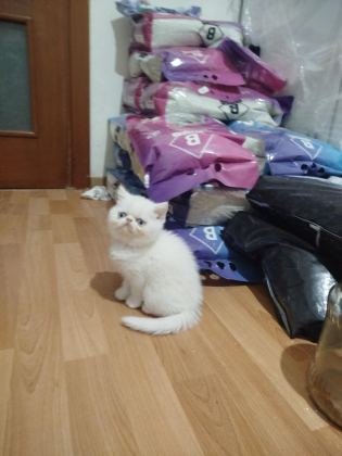 EXOTIC SHORTHAIR ERKEK