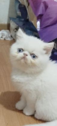EXOTIC SHORTHAIR ERKEK