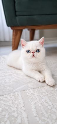 EXOTIC SHORTHAIR ERKEK
