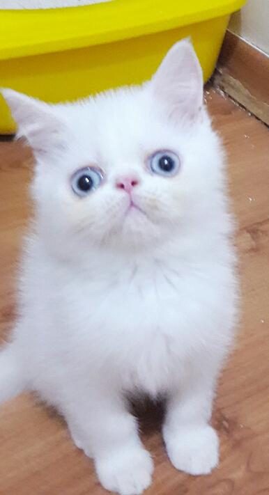 EXOTIC SHORTHAIR ERKEK
