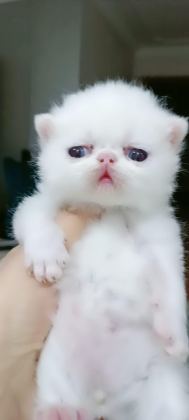 EXOTIC SHORTHAIR ERKEK