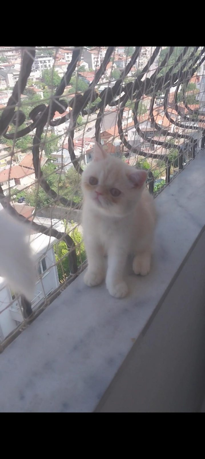 SAF KAN EXOTİC SHORTHAİR ERKEK YAVRU