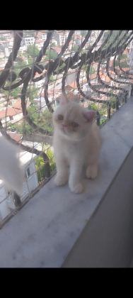 SAF KAN EXOTİC SHORTHAİR ERKEK YAVRU
