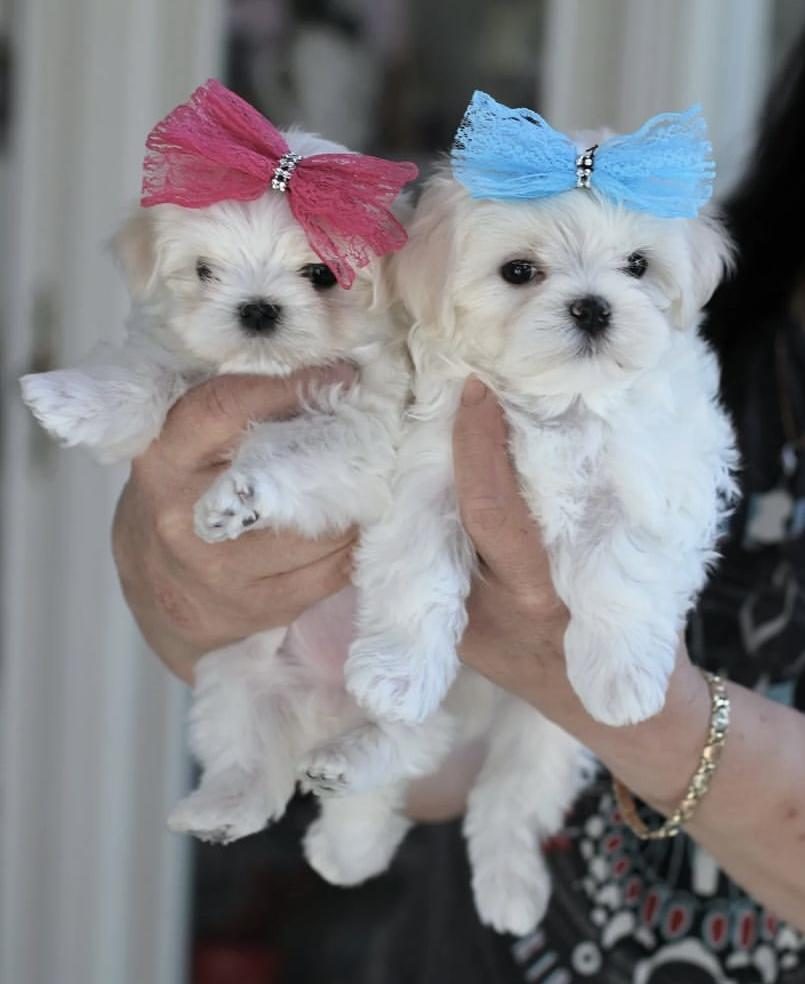 MALTESE TERRIER KORE KAN YAVRULAR