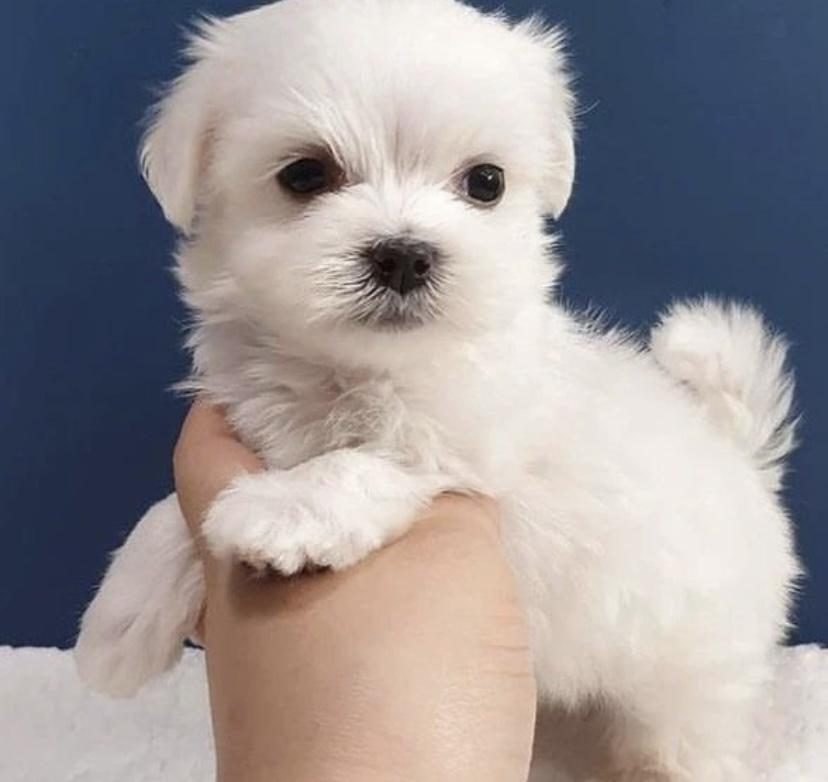 KORE KAN MALTESE TERRIER YAVRULARIM
