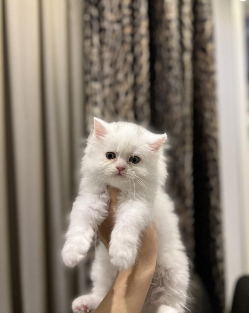 BRITISH LONGHAIR YAVRULARIM