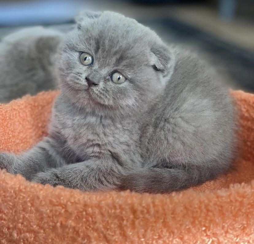 GRİ SCOTTISH FOLD YAVRULARIM