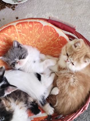 İZMİR EXOTİC YAVRU KEDİLER