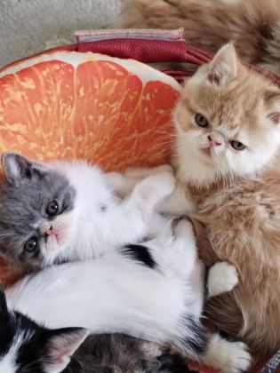İZMİR EXOTİC YAVRU KEDİLER