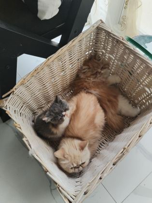 CFA KAYITLI ANNE VE BABA YAVRU KEDİMİZ