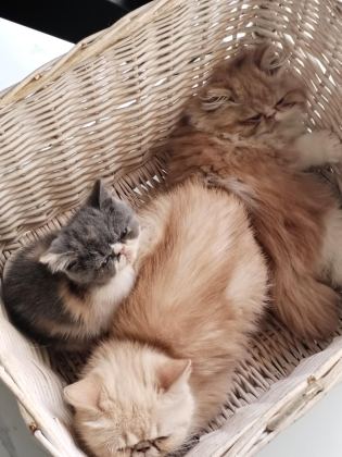 CFA KAYITLI ANNE VE BABA YAVRU KEDİMİZ