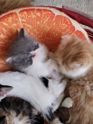 İZMİR EXOTİC YAVRU KEDİLER