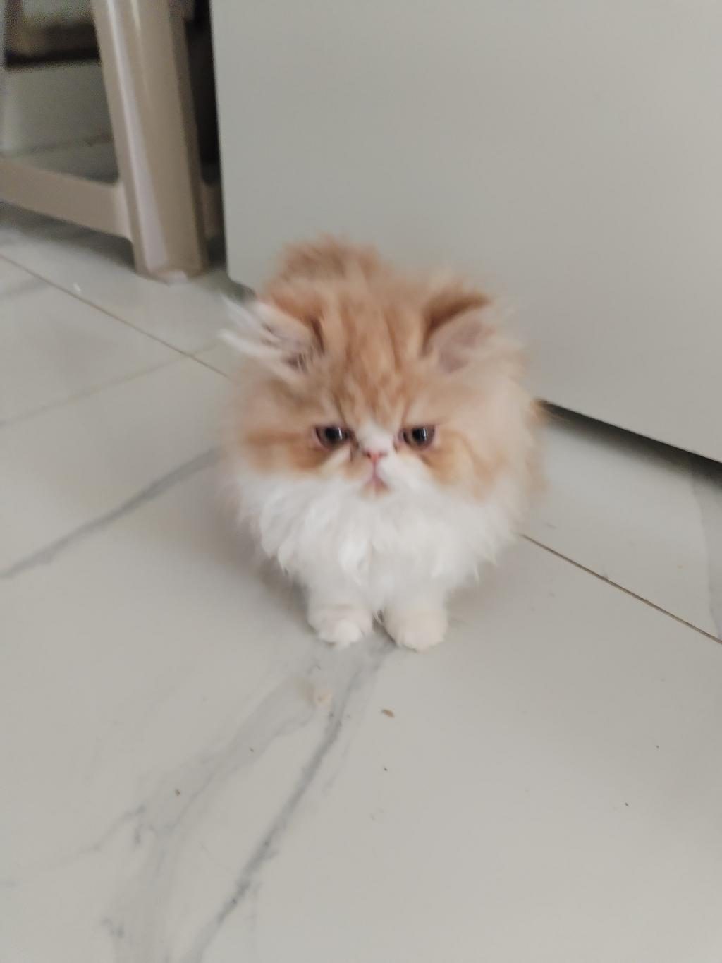 CFA KAYITLI ANNE VE BABA YAVRU KEDİLER