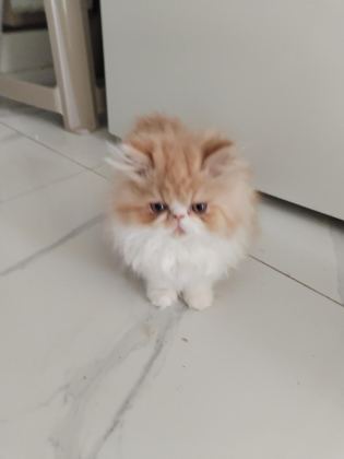 CFA KAYITLI ANNE VE BABA YAVRU KEDİLER