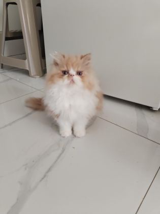 CFA KAYITLI ANNE VE BABA YAVRU KEDİLER