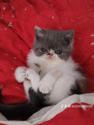 CFA KAYITLI ANNE VE BABA YAVRU KEDİLER