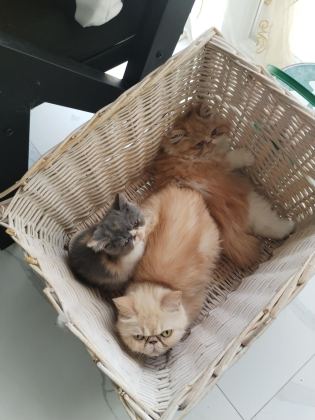 CFA KAYITLI ANNE VE BABA YAVRU KEDİMİZ