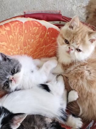 İZMİR EXOTİC YAVRU KEDİLER