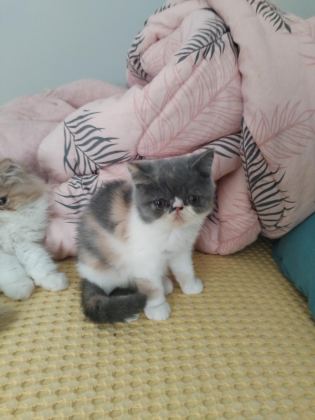 CFA KAYITLI ANNE VE BABA YAVRU KEDİMİZ