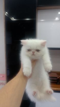 YAVRU KEDİLER