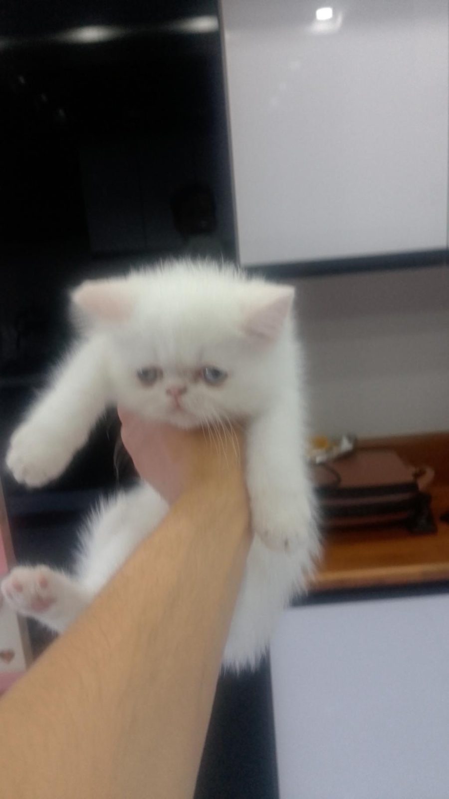 YAVRU KEDİLER