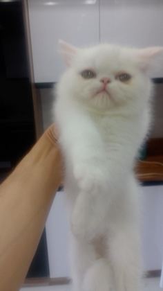 YAVRU KEDİLER