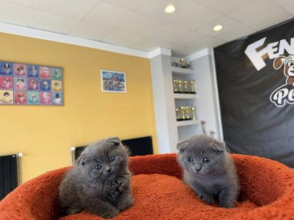 ORJİNAL IRK YAVRU KEDİLER MAGAZAMIZDA CANLI GÖRÜN