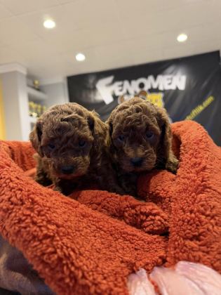 EXLUSİVE GERÇEK TOY POODLE YAVRULAR RENK RENK ANKARA