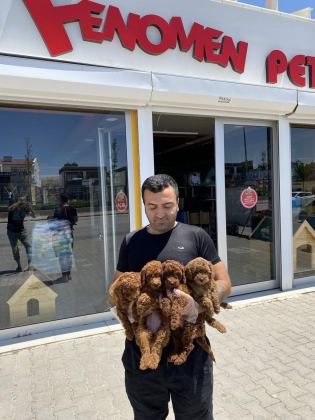 EXLUSİVE GERÇEK TOY POODLE YAVRULAR RENK RENK ANKARA