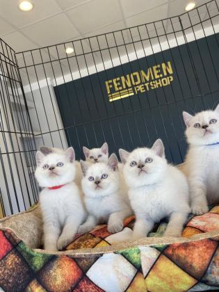 ORJİNAL IRK YAVRU KEDİLER MAGAZAMIZDA CANLI GÖRÜN