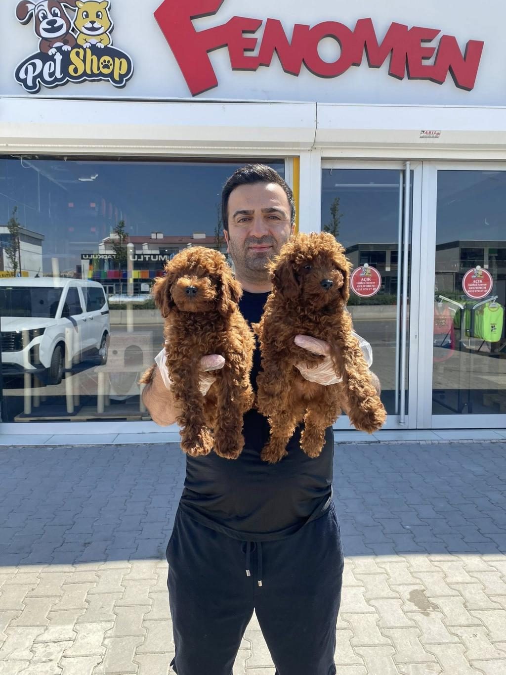 RENK RENK ORJİNAL TOY POODLE YAVRULARIMIZ GÜNCEL ANKARA
