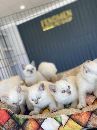 ORJİNAL IRK YAVRU KEDİLER MAGAZAMIZDA CANLI GÖRÜN