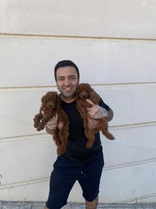 RENK RENK ORJİNAL TOY POODLE YAVRULARIMIZ GÜNCEL ANKARA