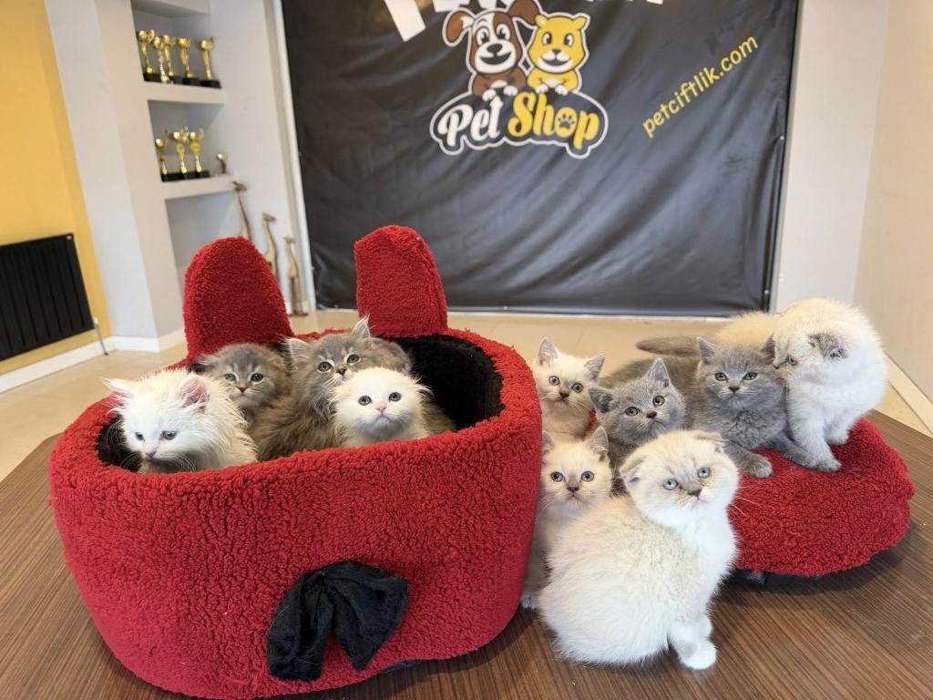 ORJİNAL IRK YAVRU KEDİLER MAGAZAMIZDA CANLI GÖRÜN