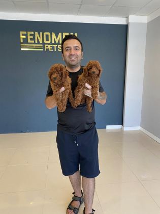 RENK RENK ORJİNAL TOY POODLE YAVRULARIMIZ GÜNCEL ANKARA