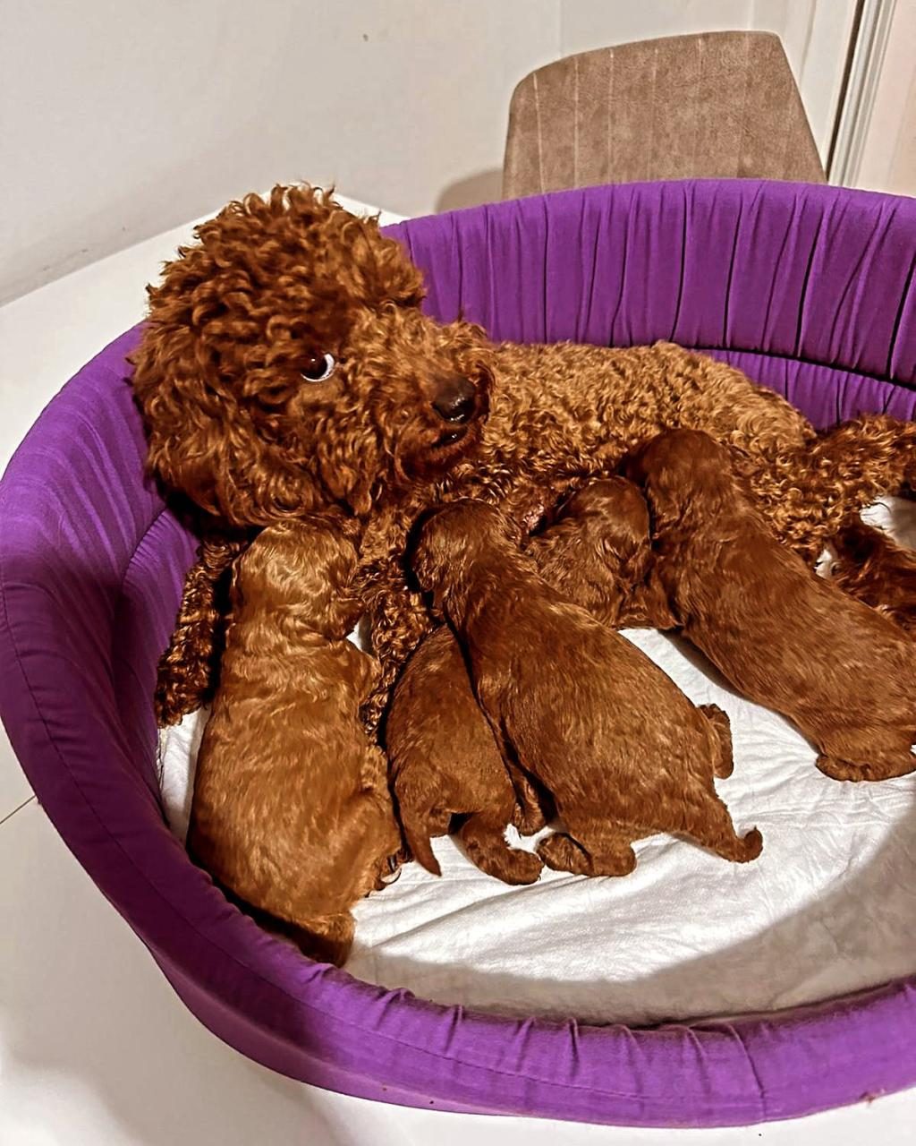 EXLUSİVE GERÇEK TOY POODLE YAVRULAR RENK RENK ANKARA